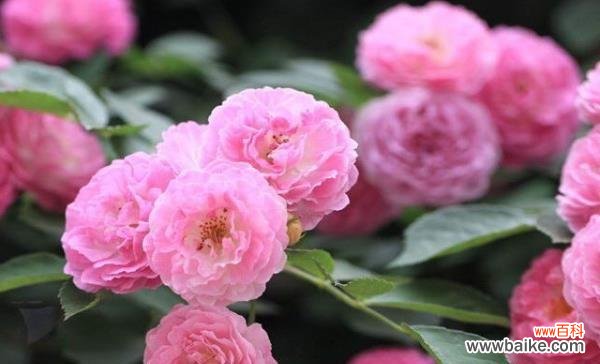 探寻不同颜色蔷薇花所代表的花语 缤纷蔷薇花语