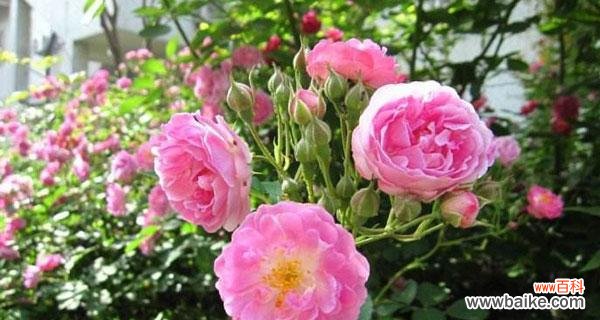 探寻不同颜色蔷薇花所代表的花语 缤纷蔷薇花语