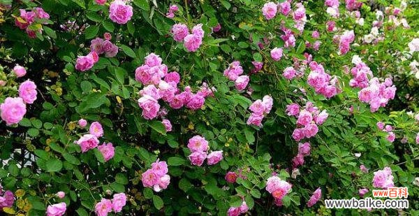 探寻不同颜色蔷薇花所代表的花语 缤纷蔷薇花语