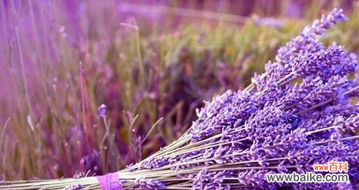 探索不同色彩薰衣草所传递的情感与象征 不同颜色薰衣草的花语与寓意