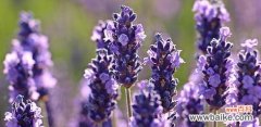 探索不同色彩薰衣草所传递的情感与象征 不同颜色薰衣草的花语与寓意
