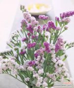 勿忘我花语的神秘力量与生活的情感联结 缤纷勿忘我花语