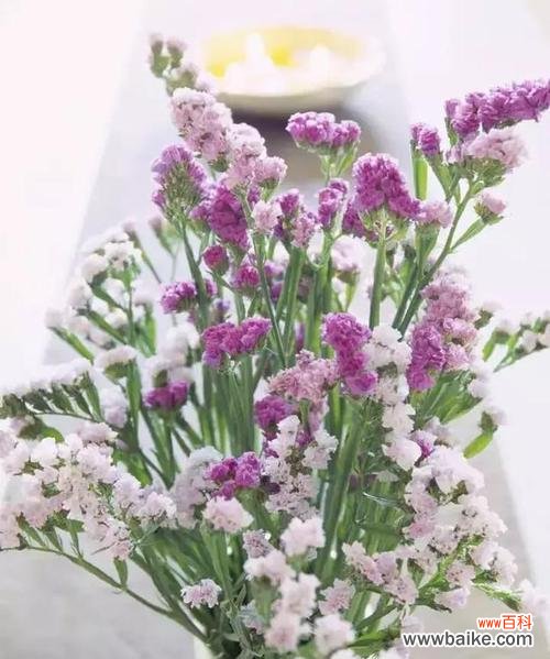 勿忘我花语的神秘力量与生活的情感联结 缤纷勿忘我花语