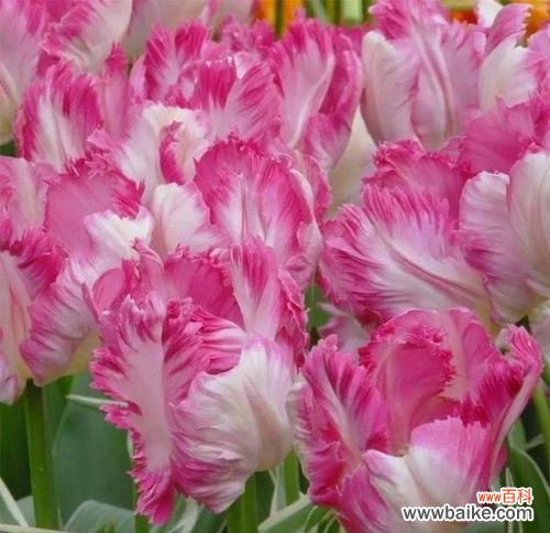 以不同颜色诠释生活的情感与寓意 郁金香花语的丰富多彩