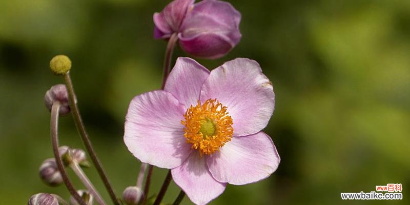 探索不同颜色银莲花的寓意和象征 银莲花花语与生活的启示