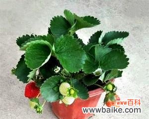 探寻草莓花的象征之谜 草莓花的寓意与象征意义