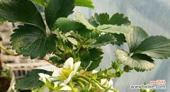 探寻草莓花的象征之谜 草莓花的寓意与象征意义