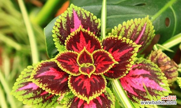 彩叶草的风水福气 彩叶草的风水寓意和摆放位置