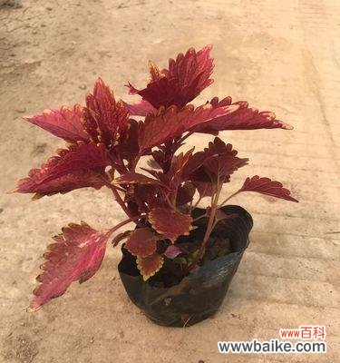 彩叶草的风水福气 彩叶草的风水寓意和摆放位置