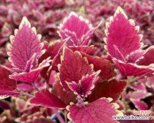 彩叶草花语的神秘之谜 彩叶草开花的花语与寓意