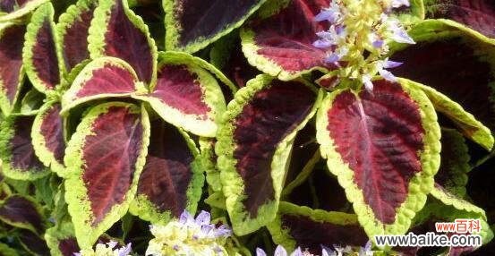 彩叶草花语的神秘之谜 彩叶草开花的花语与寓意