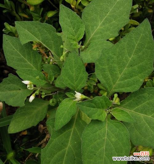 探索草本植物的丰富多样性及其医药价值 草本植物
