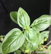 探索草本植物的丰富多样性及其医药价值 草本植物