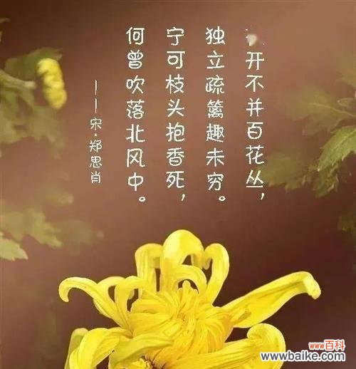 解读侧柏开花所代表的花语和寓意 侧柏的花语与寓意