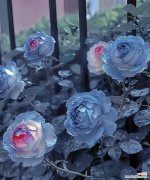 传递浪漫与真爱的花束 爱的盛宴