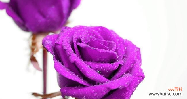深情与神秘的紫色玫瑰花语 紫色玫瑰的花语