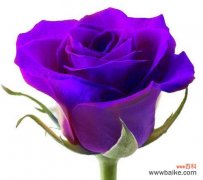 解读紫色玫瑰的深层含义 紫色玫瑰的美丽与寓意