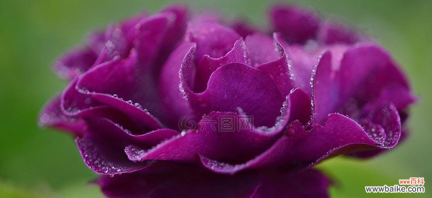 探索紫色玫瑰花的神秘与美丽 紫色玫瑰花的意义及象征