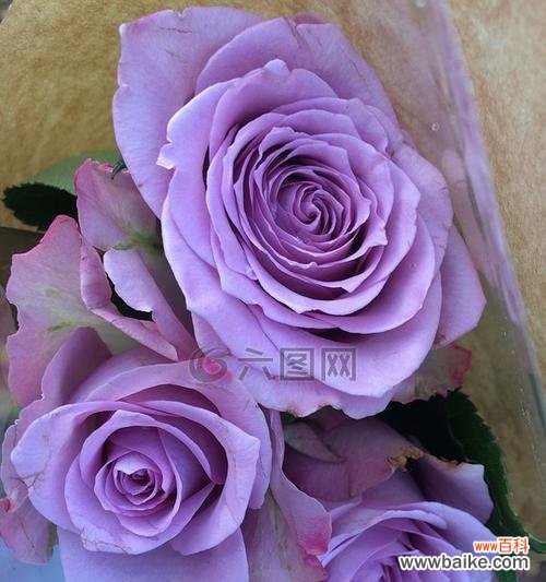 探索紫色玫瑰花的神秘与美丽 紫色玫瑰花的意义及象征