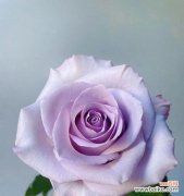 探索紫色玫瑰花的神秘与美丽 紫色玫瑰花的意义及象征