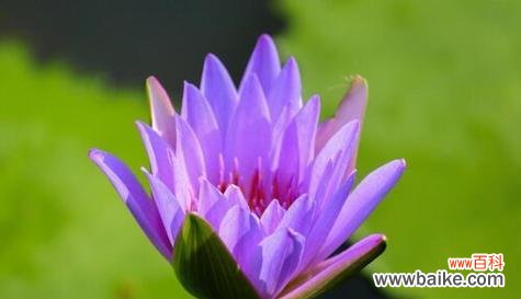 揭开紫色睡莲的花语之谜 紫色睡莲的花语——寓意与象征的美丽