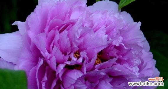 探寻紫色牡丹花的美与哲理 紫色牡丹花的寓意与象征