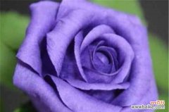 玫瑰花中的紫色之美 紫色玫瑰的花语与意义