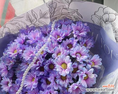 紫色小雏菊的美丽与深刻的寓意 紫色小雏菊的花语和寓意