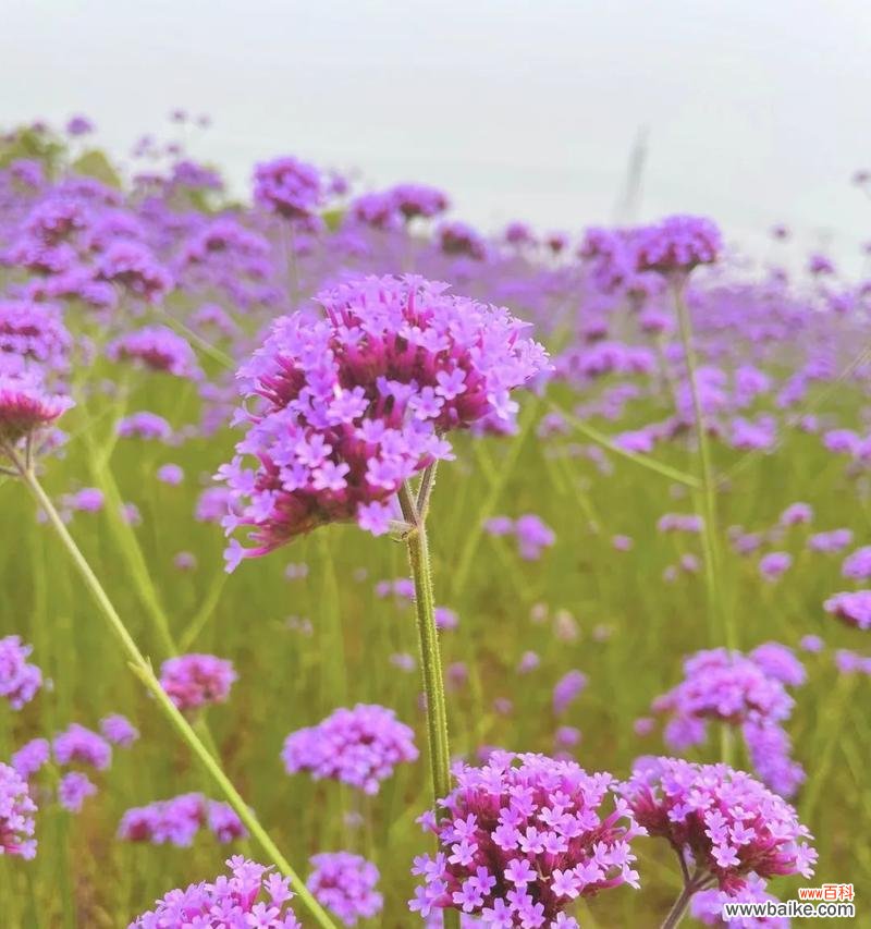 紫色小雏菊的美丽与深刻的寓意 紫色小雏菊的花语和寓意