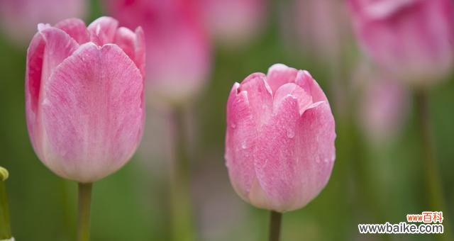 探索紫色郁金香的美丽语言 紫色郁金香的花语