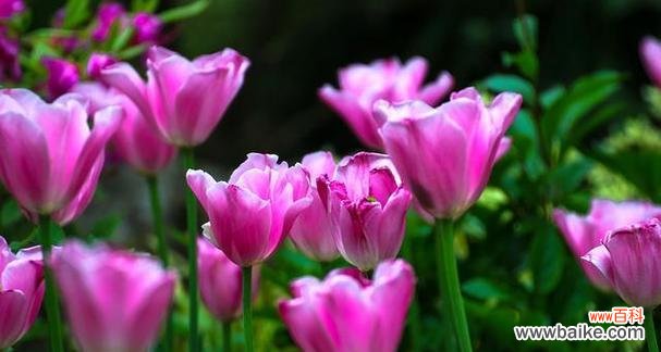 探索紫色郁金香的美丽语言 紫色郁金香的花语