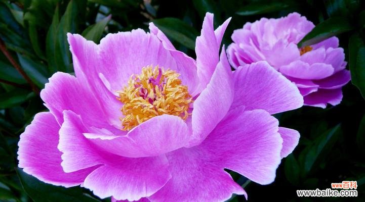 探索紫色玉兰花的美与意义 紫色玉兰花的寓意与象征