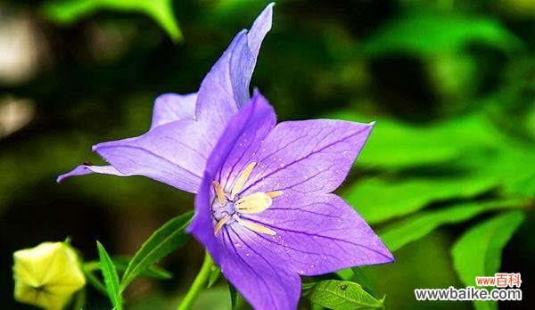 探寻紫色洋桔梗的花语及其深意 紫色洋桔梗花语与寓意