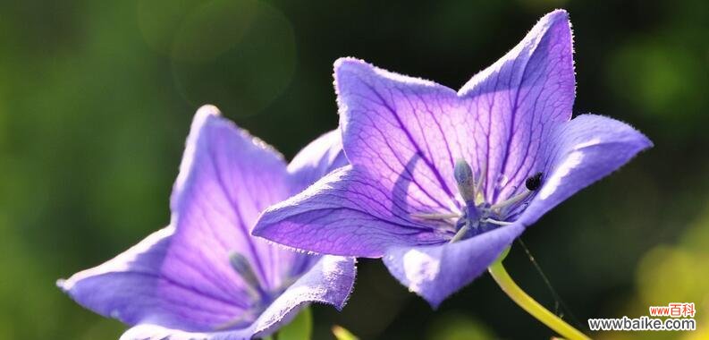 探寻紫色洋桔梗的花语及其深意 紫色洋桔梗花语与寓意