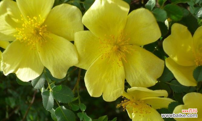 透过花朵解读人生意义 茶蘼花的寓意与象征