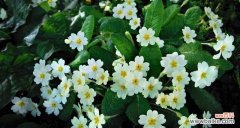 透过花朵解读人生意义 茶蘼花的寓意与象征