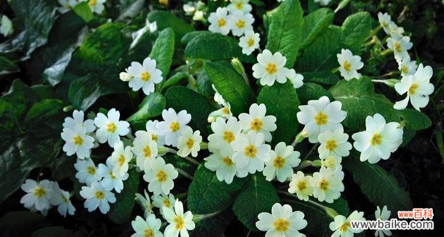 透过花朵解读人生意义 茶蘼花的寓意与象征