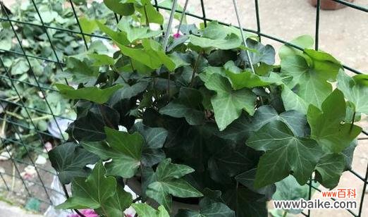 探寻常春藤在风水中的地位与作用 常春藤的象征与寓意