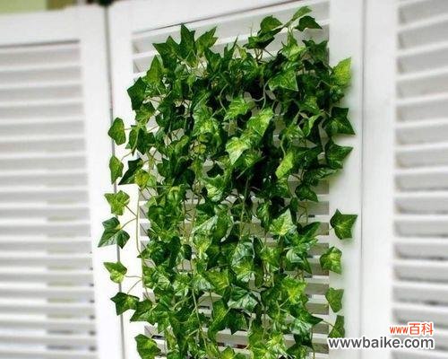 探寻常春藤在风水中的地位与作用 常春藤的象征与寓意