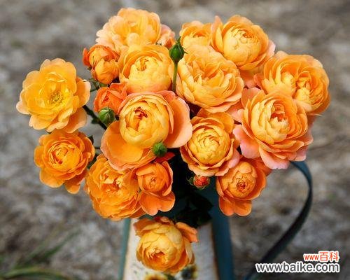 探寻橙色蔷薇所传达的情感和象征 橙色蔷薇的花语与代表意义