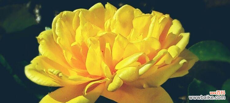 探寻橙色蔷薇所传达的情感和象征 橙色蔷薇的花语与代表意义