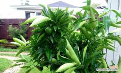 探寻橙子在文化和艺术中的意义 橙子的象征意义与代表