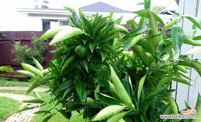 探寻橙子在文化和艺术中的意义 橙子的象征意义与代表