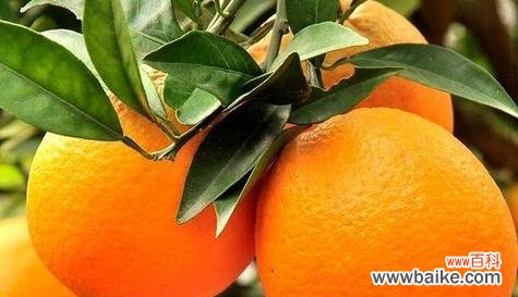 探寻橙子在文化和艺术中的意义 橙子的象征意义与代表