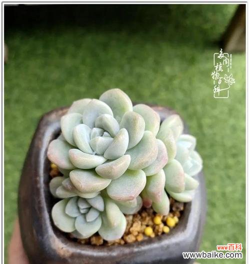 橙子在风水中的象征意义和建议摆放位置 橙子风水寓意及摆放位置的选择