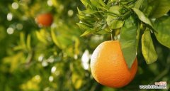 橙子在风水中的象征意义和建议摆放位置 橙子风水寓意及摆放位置的选择