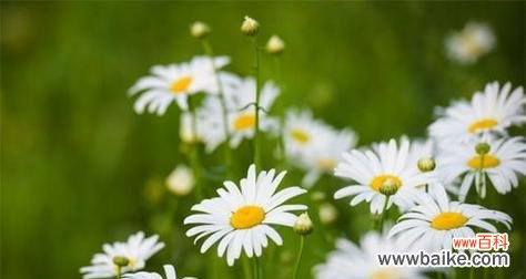 雏菊的代表意义与传承 雏菊花语