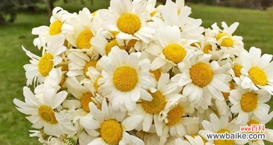 雏菊的代表意义与传承 雏菊花语