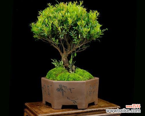 探秘赤楠盆景的吉祥寓意与风水布局 赤楠盆景的风水寓意与摆放位置