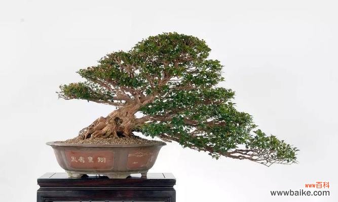 探秘赤楠盆景的吉祥寓意与风水布局 赤楠盆景的风水寓意与摆放位置